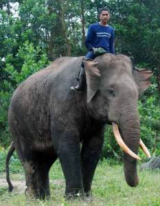 Gajah Sumatera (Elephas maximus sumatranus)