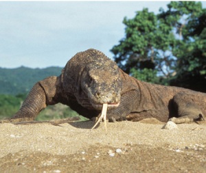 Komodo (Varanus komodoensis)